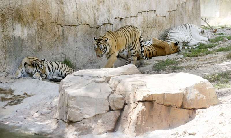 Cuatro de los tigres en su habitat del parque Terra Natura de Benidorm, donde falleciÃ³ una cuidadora por el ataque de un felino. EFE/ Manuel Lorenzo/Archivo
