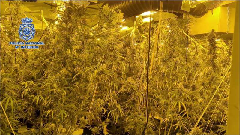 Imagen de la plantación de marihuana en un chalet de Almoradí, facilitada por la Policía. EFE/PN
