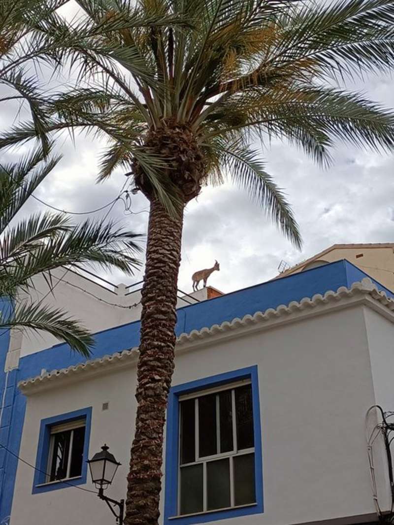 La cabra, encaramada en el tejado de un edificio, en una imagen compartida por el Ayuntamiento de Calpe.

