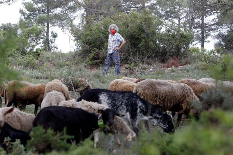 Un rebaño de unas cien ovejas pastorea cada día por los alrededores de Ibi (l
