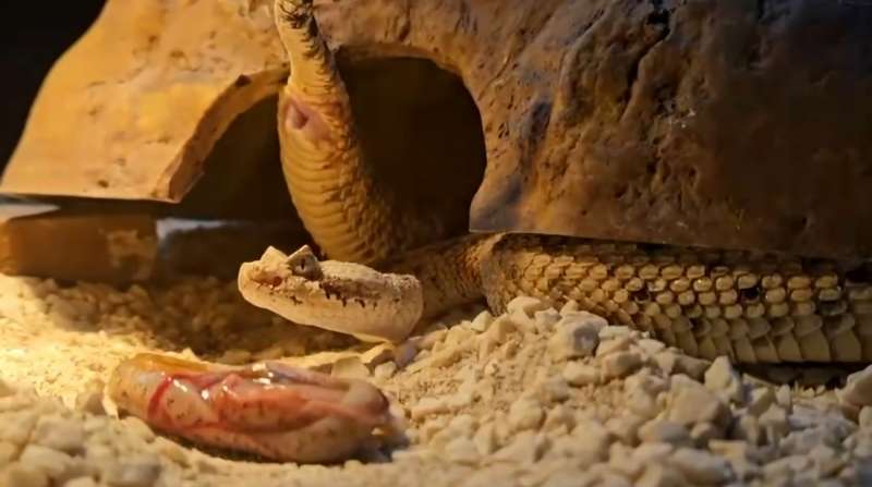 Imagen facilitada por Terra Natura.EPDA