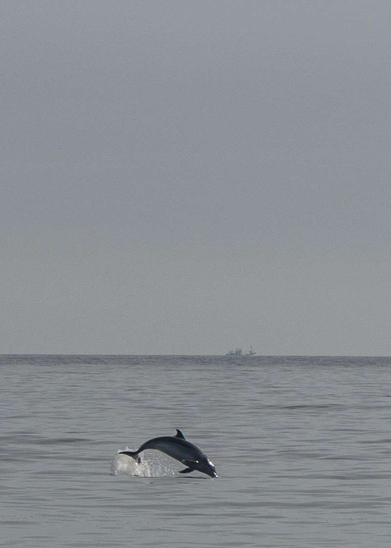 Un delfn avistado cerca de la costa, en una imagen de archivo. EFERomn G. Aguilera