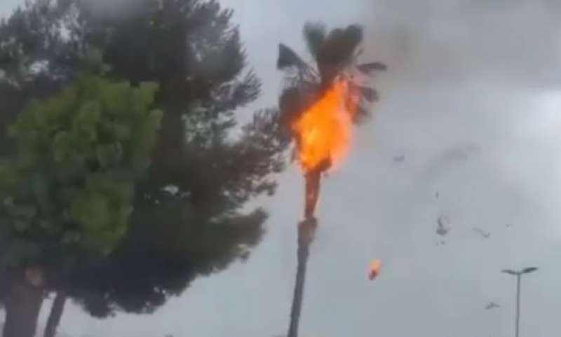 Un rayo ha provocado un incendio en una palmera en Bigastro. /EPDA