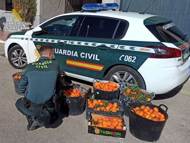 Imagen facilitada por la Guardia Civil de las mandarinas recuperadas. /EFE