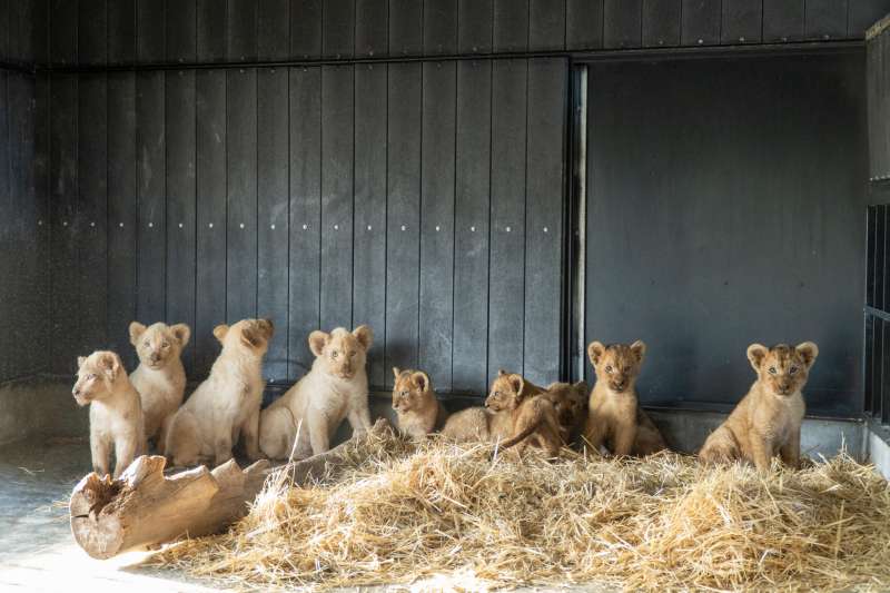 Doce leones, nueve de ellos cras, de un circo en Francia han sido rescatados y trasladados al refugio de animales en Villena de la fundacin AAP Espaa. EFEAAP (Animal Advocacy And Protection)