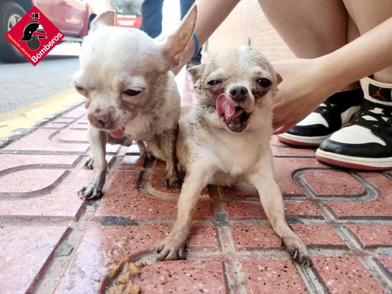 Los dos perros reanimados por los bomberos. Imagen facilitada por el Consorcio de Bomberos de Alicante