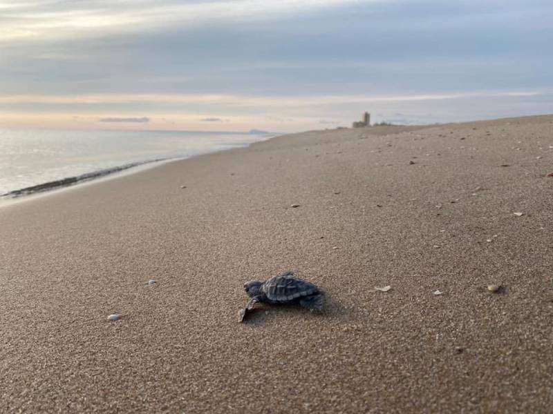 Imagen de archivo de una tortuga volviendo al mar.