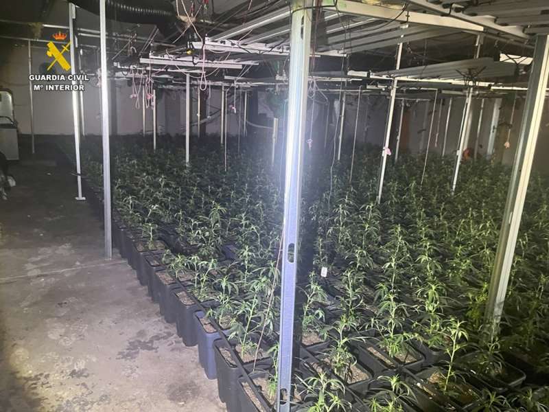 Una imagen del cultivo facilitada por la Guardia Civil. EFE

