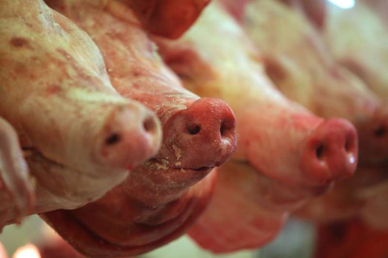 Cabezas de cerdos en un punto de venta de carne de porcino. EFE/Sáshenka Gutiérrez/Archivo
