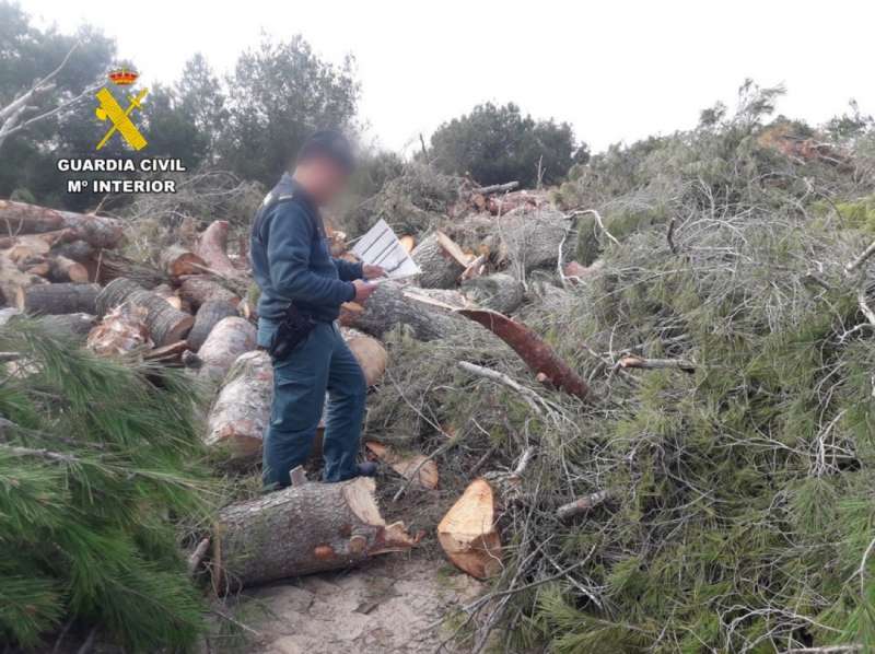 Imagen de la Guardia Civil de la intervención en la tala ilegal de pinos.
