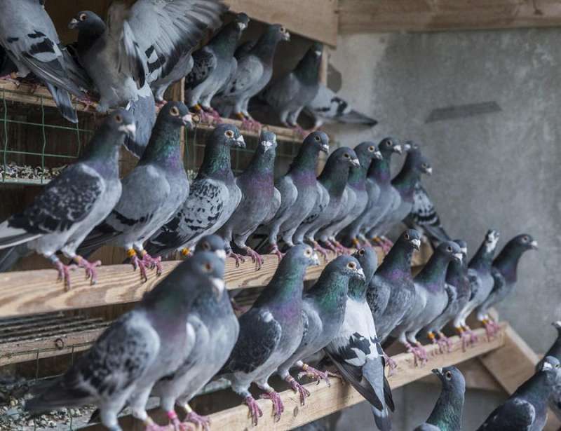 Ejemplares jóvenes de palomas en una estación de cría natural / EFE