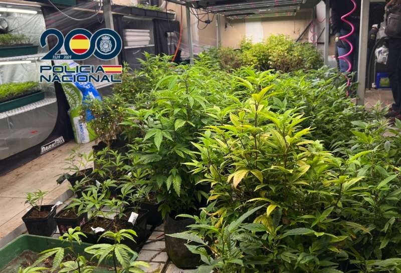 Imagen de la plantaci�n facilitada por la Polic�a Nacional de la plantaci�n de marihuana. EFEPN
