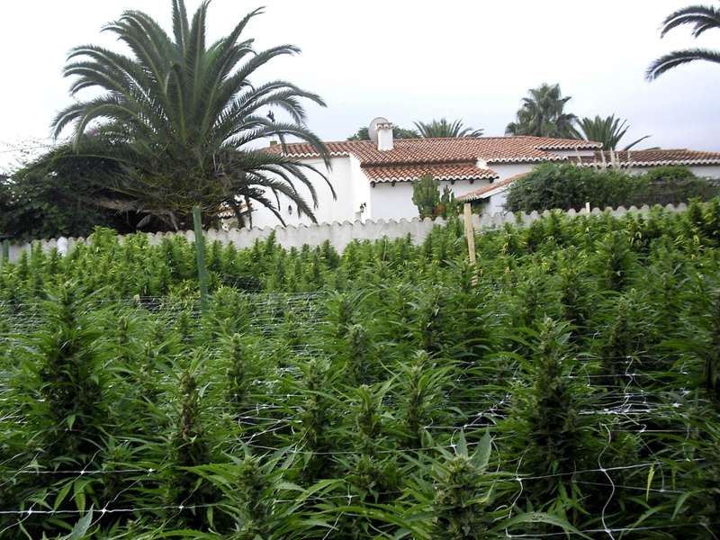 Imagen de una plantación de marihuana en el termino alicantino de El Verger. Archivo/EFE 
