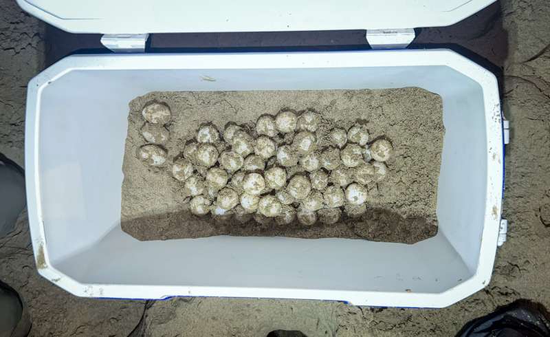 Huevos depositados por una tortuga en la playa de Los Arenales de Elche.EPDA