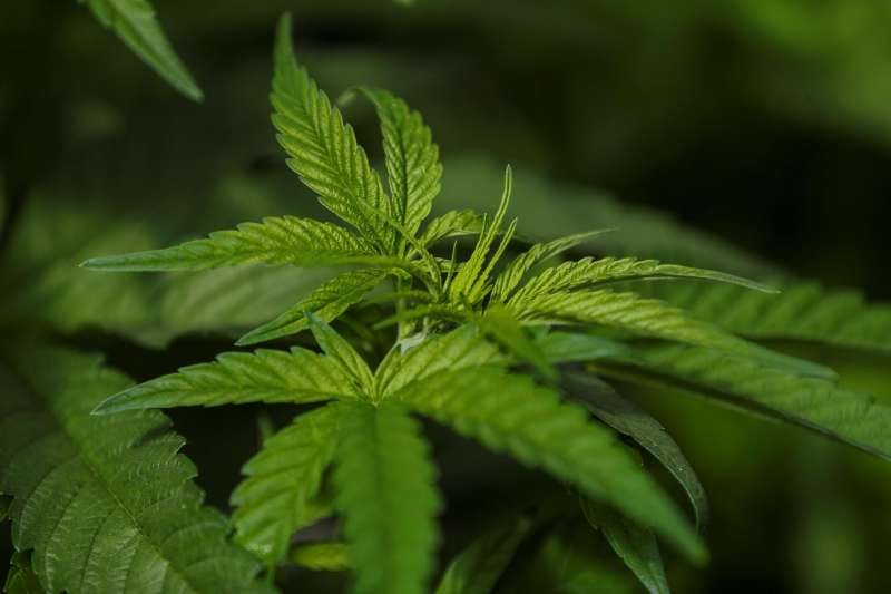 Fotografa de plantas de cannabis . EFE Jos Jcome