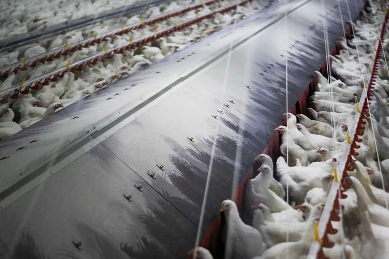 Fotograf�a de archivo de gallinas en una sala comedero en granja. EFEEliseo Trigo
