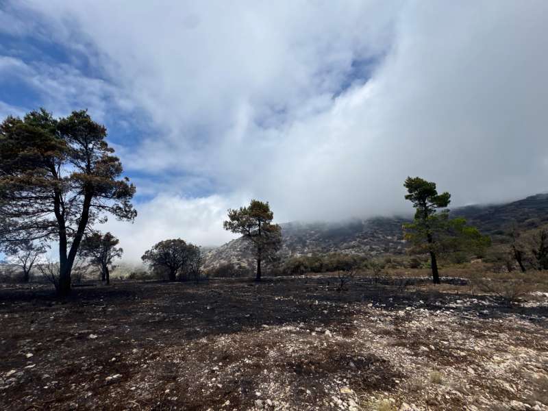 Parque Natural de Font Roja tras el incendio  Foto: GVA 
