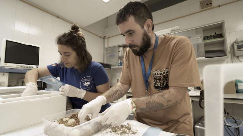 Los huevos se han trasladado al Oceanogrfic de Valencia, donde sern incubados de forma controlada. Fundacin Oceanogrfic