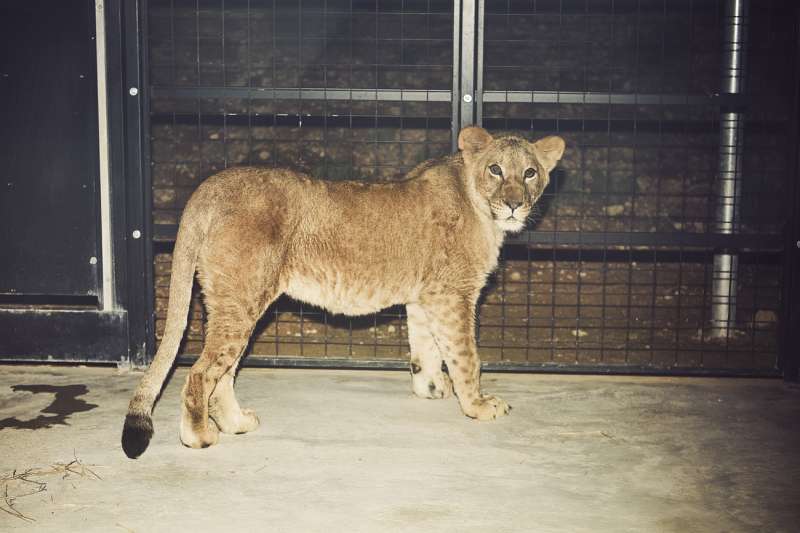 Uno de los leones llegados desde Ucrania al centro especializado de rescate de grandes felinos Primadomus de Villena , facilitada por el centro. /EFE