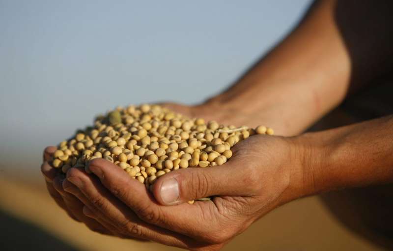Imagen de archivo de un manojo de granos de soja. EFE/Archivo
