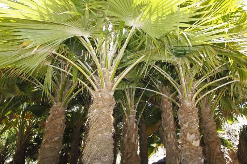 Vista general de un pequeño bosque de la segunda generación de Pritchardia munroi, una especie de palmeras de origen hawaiano. Archivo/EFE/Elvira Urquijo A.

