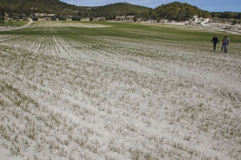Agricultores de Asaja recorren un campo de cereal en Alicante casi yermo por los efectos de la sequa y el calor. EFEMorellArchivo
