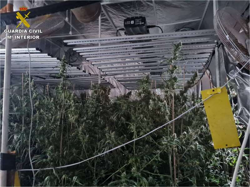 Plantación de marihuana en el inmueble del detenido. / EPDA