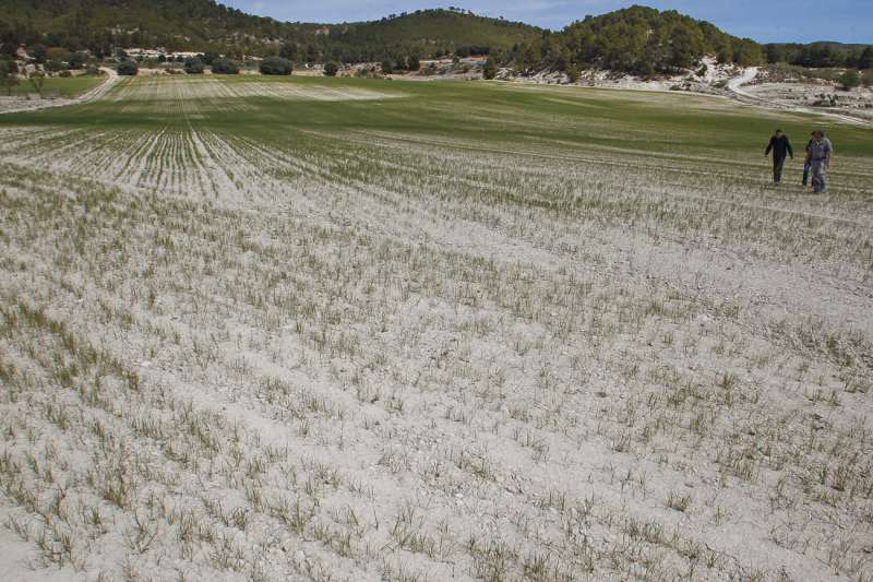 Imagen de archivo de unos campos en Alicante. EFEMorell